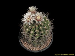 Gymnocalycium moserianum B56 482